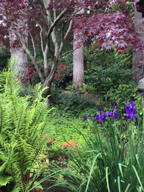 Fern Garden