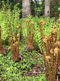 Fern Garden